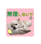 Tommy in the flower（個別スタンプ：7）