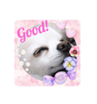 Tommy in the flower（個別スタンプ：9）