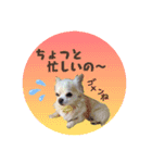 Tommy in the flower（個別スタンプ：10）