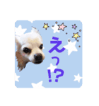 Tommy in the flower（個別スタンプ：11）