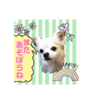 Tommy in the flower（個別スタンプ：12）
