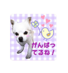 Tommy in the flower（個別スタンプ：13）