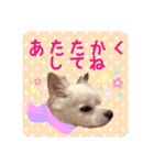 Tommy in the flower（個別スタンプ：14）