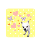 Tommy in the flower（個別スタンプ：16）