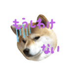 柴犬 カマハチ 3（個別スタンプ：1）