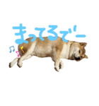 柴犬 カマハチ 3（個別スタンプ：2）
