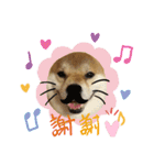 柴犬 カマハチ 3（個別スタンプ：3）