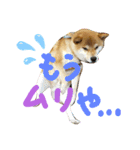 柴犬 カマハチ 3（個別スタンプ：4）