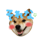 柴犬 カマハチ 3（個別スタンプ：5）