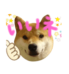 柴犬 カマハチ 3（個別スタンプ：7）
