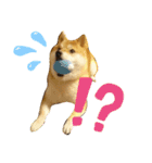 柴犬 カマハチ 3（個別スタンプ：9）