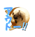 柴犬 カマハチ 3（個別スタンプ：10）