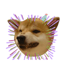 柴犬 カマハチ 3（個別スタンプ：12）