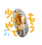 柴犬 カマハチ 3（個別スタンプ：13）