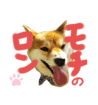 柴犬 カマハチ 3（個別スタンプ：14）