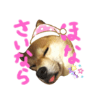 柴犬 カマハチ 3（個別スタンプ：16）