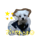 ぎんたん1（個別スタンプ：1）