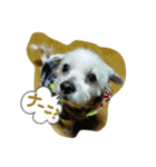 ぎんたん1（個別スタンプ：4）