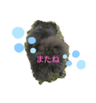 黒ポメしゃん（個別スタンプ：8）