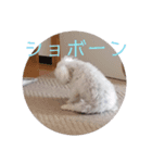ユキチーズ3（個別スタンプ：5）