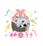 ユキチーズ3（個別スタンプ：8）