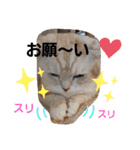 ねこのサスケさん4（個別スタンプ：1）