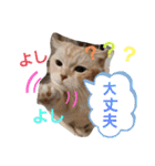 ねこのサスケさん4（個別スタンプ：2）