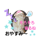 ねこのサスケさん4（個別スタンプ：3）