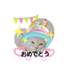 ねこのサスケさん4（個別スタンプ：5）