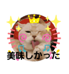 ねこのサスケさん4（個別スタンプ：6）