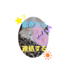 ねこのサスケさん4（個別スタンプ：7）