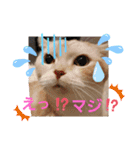 ねこのサスケさん4（個別スタンプ：8）