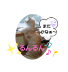 ねこのサスケさん4（個別スタンプ：9）