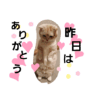 ねこのサスケさん4（個別スタンプ：11）