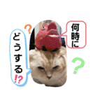 ねこのサスケさん4（個別スタンプ：12）