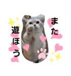 ねこのサスケさん4（個別スタンプ：14）