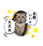 ねこのサスケさん4（個別スタンプ：15）