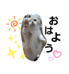ねこのサスケさん4（個別スタンプ：16）