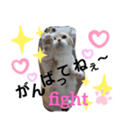 ねこのサスケさん4（個別スタンプ：20）