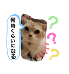 ねこのサスケさん4（個別スタンプ：21）