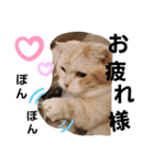 ねこのサスケさん4（個別スタンプ：23）