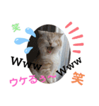 ねこのサスケさん4（個別スタンプ：25）