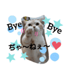 ねこのサスケさん4（個別スタンプ：26）