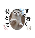 ねこのサスケさん4（個別スタンプ：27）