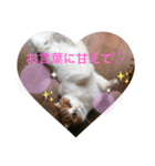 キャメルとミンとワタシ。（個別スタンプ：2）