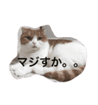 キャメルとミンとワタシ。（個別スタンプ：5）