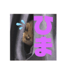 ちっぷ＆もも（個別スタンプ：8）