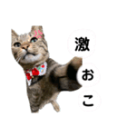 缶太＆ポンズ＆福来＆寿寿（個別スタンプ：5）