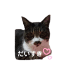 うちのみーちゃん♡♡（個別スタンプ：11）