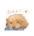チョコとあずき（個別スタンプ：1）